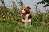 BORDER COLLIE 1430